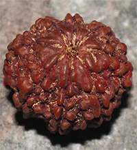 8 mukhi 191- 22mm